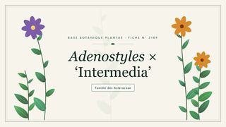 Planche botanique stylisée d’Adenostyles × ‘Intermedia’, famille des Asteraceae
