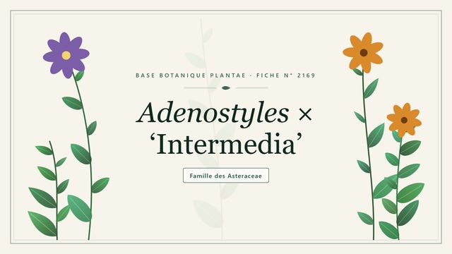 Adenostyles × intermedia, un hybride des hautes herbes alpines Planche botanique stylisée d’Adenostyles × ‘Intermedia’, famille des Asteraceae