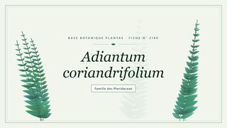 Planche botanique stylisée d’Adiantum coriandrifolium, famille des Pteridaceae
