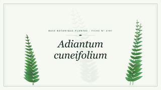 Planche botanique stylisée d’Adiantum cuneifolium