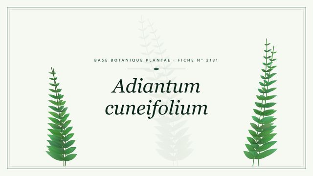 Adiantum cuneifolium Planche botanique stylisée d’Adiantum cuneifolium