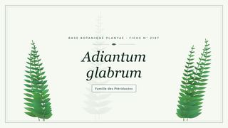 Planche botanique stylisée d’Adiantum glabrum, famille des Ptéridacées