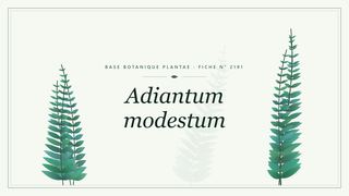 Planche botanique stylisée d’Adiantum modestum