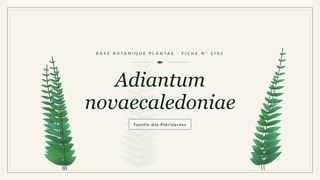 Planche botanique stylisée d’Adiantum novaecaledoniae, famille des Ptéridacées