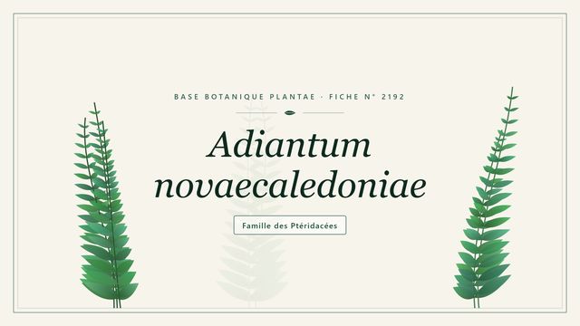 Adiantum novaecaledoniae : décryptage Planche botanique stylisée d’Adiantum novaecaledoniae, famille des Ptéridacées