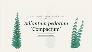 Planche botanique stylisée d’Adiantum pedatum ‘Compactum’, famille des Pteridacées