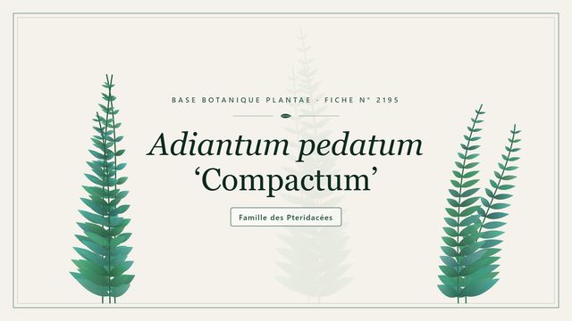 Le capillaire pédaté nain Adiantum pedatum 'Compactum' : description et culture Planche botanique stylisée d’Adiantum pedatum ‘Compactum’, famille des Pteridacées
