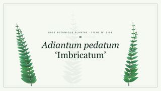 Planche botanique stylisée d’Adiantum pedatum ‘Imbricatum’