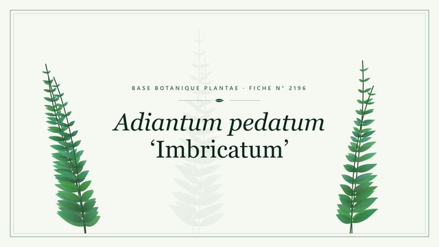 Adiantum pedatum imbricatum : fiche descriptive et taxonomie Planche botanique stylisée d’Adiantum pedatum ‘Imbricatum’