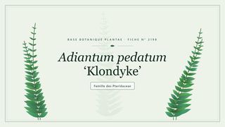 Planche botanique stylisée d’Adiantum pedatum ‘Klondyke’, famille des Pteridaceae