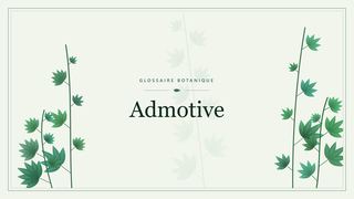 Illustration botanique stylisée du terme « Admotive » du glossaire