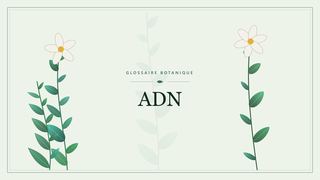 Illustration botanique stylisée du terme « ADN » du glossaire