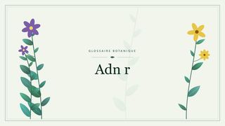 Illustration botanique stylisée du terme « Adn r » du glossaire