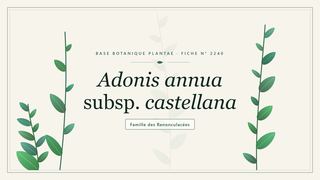 Planche botanique stylisée d’Adonis annua subsp. castellana, famille des Renonculacées
