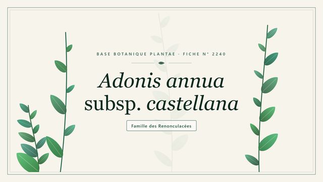 L'adonis annuel de Castille, une fleur des moissons menacée Planche botanique stylisée d’Adonis annua subsp. castellana, famille des Renonculacées