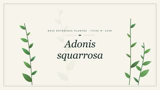 Planche botanique stylisée d’Adonis squarrosa