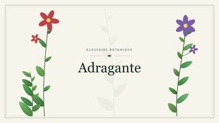 Illustration botanique stylisée du terme « Adragante » du glossaire