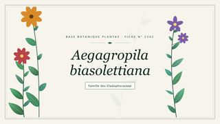 Planche botanique stylisée d’Aegagropila biasolettiana, famille des Cladophoraceae