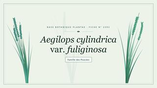 Planche botanique stylisée d’Aegilops cylindrica var. fuliginosa, famille des Poacées