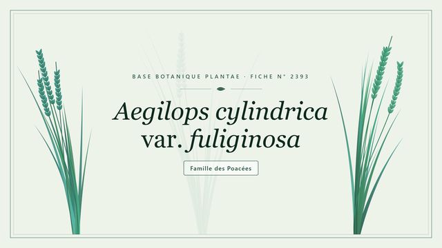 Égilope cylindrique fuligineuse : une adventice des céréales Planche botanique stylisée d’Aegilops cylindrica var. fuliginosa, famille des Poacées