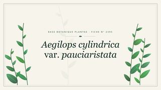 Planche botanique stylisée d’Aegilops cylindrica var. pauciaristata