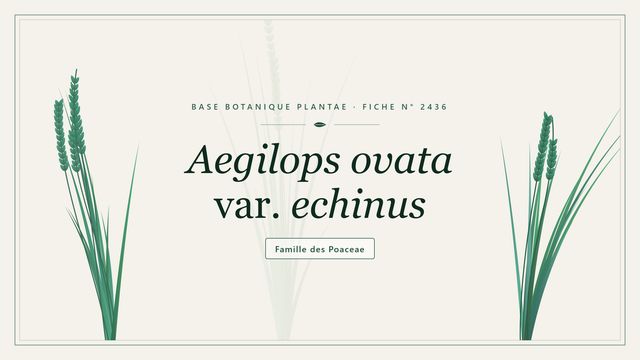 Aegilops ovata var. echinus : la variété hérissée de l'égilope ovale Planche botanique stylisée d’Aegilops ovata var. echinus, famille des Poaceae