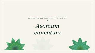 Planche botanique stylisée d’Aeonium cuneatum