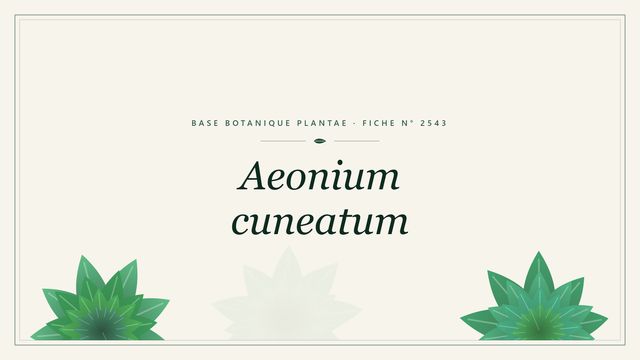 Aeonium cuneatum : fiche descriptive et taxonomie Planche botanique stylisée d’Aeonium cuneatum