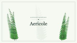 Illustration botanique stylisée du terme « Aericole » du glossaire