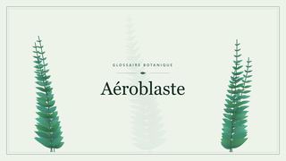 Illustration botanique stylisée du terme « Aéroblaste » du glossaire