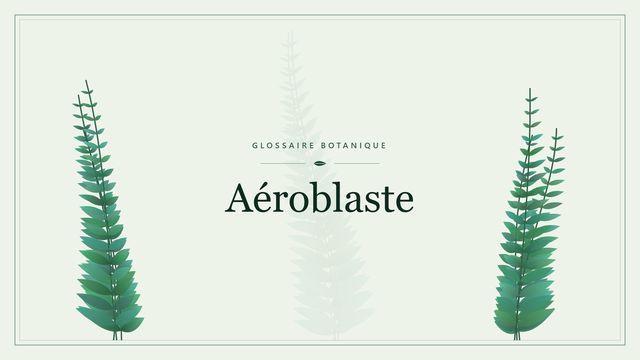 Aéroblaste : conseils et analyse Illustration botanique stylisée du terme « Aéroblaste » du glossaire