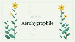 Illustration botanique stylisée du terme « Aérohygrophile » du glossaire
