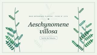 Planche botanique stylisée d’Aeschynomene villosa, famille des Fabacées