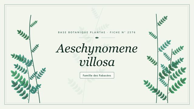Aeschynomene villosa, le jointvetch velu des zones humides Planche botanique stylisée d’Aeschynomene villosa, famille des Fabacées