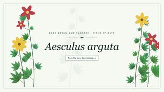 Planche botanique stylisée d’Aesculus arguta, famille des Sapindacées