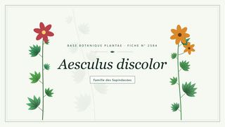 Planche botanique stylisée d’Aesculus discolor, famille des Sapindacées