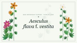 Planche botanique stylisée d’Aesculus flava f. vestita
