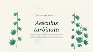 Planche botanique stylisée d’Aesculus turbinata, famille des Sapindacées