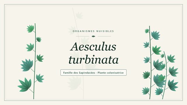 Marronnier du Japon (Aesculus turbinata) : une espèce colonisatrice Planche botanique stylisée d’Aesculus turbinata, famille des Sapindacées