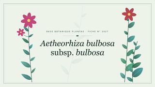 Planche botanique stylisée d’Aetheorhiza bulbosa subsp. bulbosa