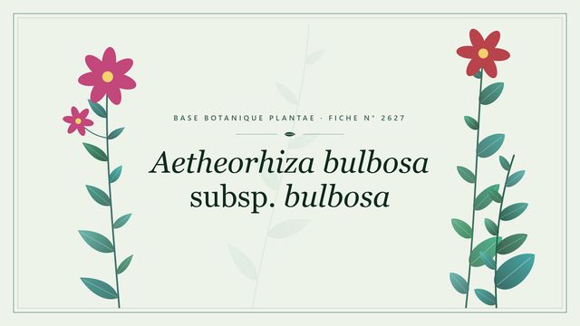 Aetheorhiza bulbosa subsp. bulbosa : fiche descriptive et taxonomie Planche botanique stylisée d’Aetheorhiza bulbosa subsp. bulbosa
