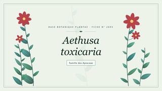 Planche botanique stylisée d’Aethusa toxicaria, famille des Apiaceae