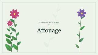 Illustration botanique stylisée du terme « Affouage » du glossaire