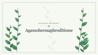 Illustration botanique stylisée du terme « Agamohermaphroditisme » du glossaire