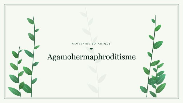Agamohermaphroditisme : points clés Illustration botanique stylisée du terme « Agamohermaphroditisme » du glossaire