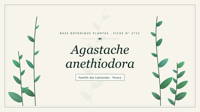 Agastache anethiodora (Agastache foeniculum) : description et culture Planche botanique stylisée d’Agastache anethiodora, famille des Lamiacées