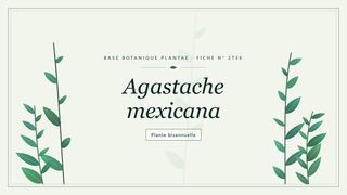 Planche botanique stylisée d’Agastache mexicana
