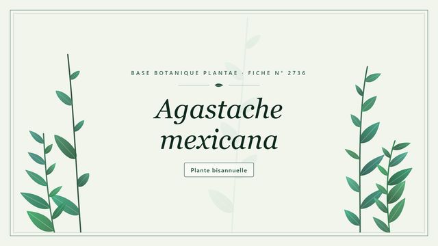 Agastache mexicana : fiche descriptive et taxonomie Planche botanique stylisée d’Agastache mexicana