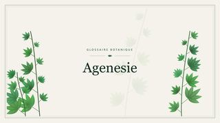 Illustration botanique stylisée du terme « Agenesie » du glossaire