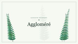 Illustration botanique stylisée du terme « Aggloméré » du glossaire